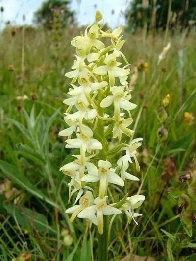 Лот: 9222511. Фото: 1. Любка Двулистная (Platanthera... Садовые цветы