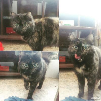 Лот: 9552509. Фото: 1. Кошечка. Кошки, котята