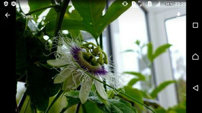 Лот: 15865046. Фото: 1. Пассифлора Эдулис. Passiflora... Горшечные растения и комнатные цветы