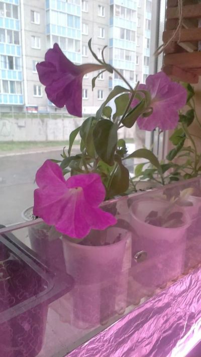Лот: 7544464. Фото: 1. Излишки петунии сиреневой. Садовые цветы