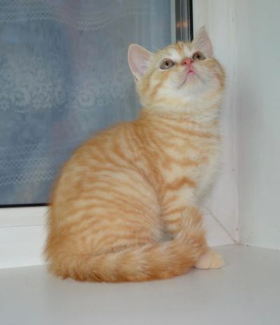 Лот: 4163524. Фото: 1. Шотландский котик страйт тигрового... Кошки, котята