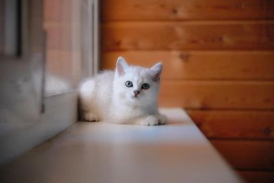 Лот: 5992868. Фото: 1. Британский котёнок (девочка 2... Кошки, котята