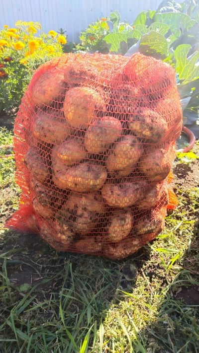 Лот: 14564926. Фото: 1. картофель, сетка 25-27 кг. Картофель
