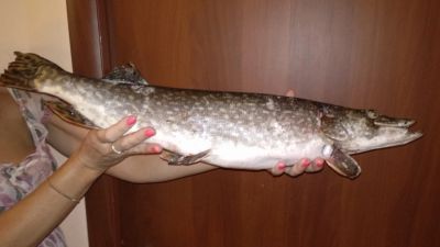 Лот: 14069557. Фото: 1. Щука северная. Икра, рыба, морепродукты