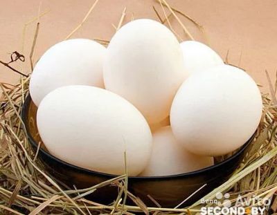 Лот: 7707386. Фото: 1. яйцо куриное домашнее. Мясо, птица, яйцо