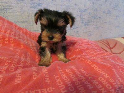 Лот: 5808196. Фото: 1. щенки мини йорка, беби фейс. Собаки, щенки