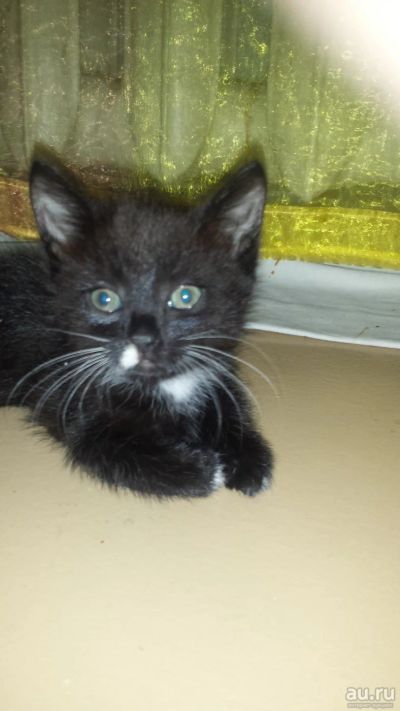 Лот: 9793724. Фото: 1. Котенок 2 месяца черный. Кошки, котята