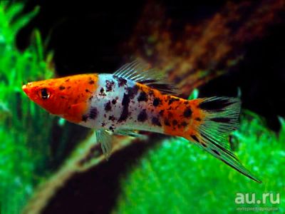 Лот: 16202782. Фото: 1. Меченосец Кои (Xiphophorus helleri... Рыбки