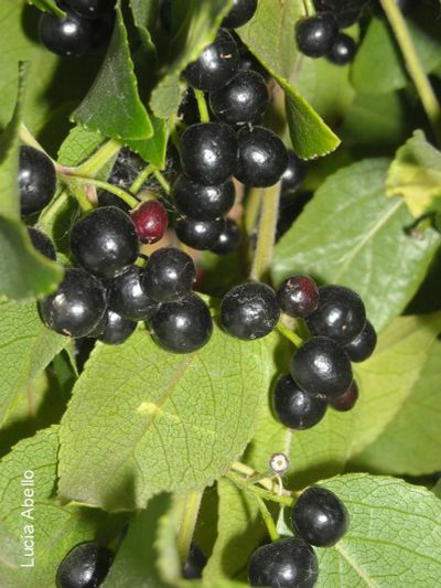 Лот: 4863083. Фото: 1. Аристотелия чилийская. Семена. Другое (семена, рассада, садовые растения)