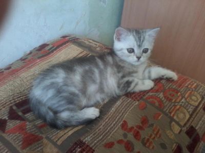 Лот: 5403136. Фото: 1. Продам шотландскую кошечку. Кошки, котята