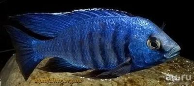 Лот: 7400388. Фото: 1. Малави-Копадихромис азуреус. Рыбки