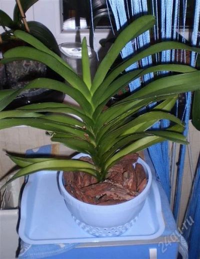 Лот: 1332642. Фото: 1. орхидея ванда. Горшечные растения и комнатные цветы