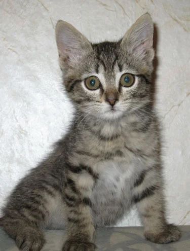 Лот: 7512158. Фото: 1. Чудный котик Кеша. Кошки, котята