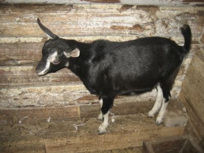 Лот: 3422801. Фото: 1. Козел 5 месяцев. Остальные животные