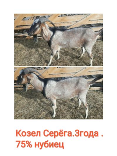 Лот: 17997527. Фото: 1. Коза Козел Козы. Косметика для животных