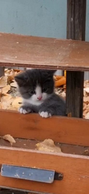 Лот: 25884152. Фото: 1. Котята. Кошки, котята