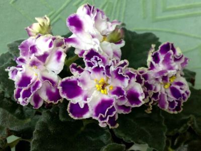 Лот: 6298259. Фото: 1. Сортовая фиалка РС-Романтика или... Горшечные растения и комнатные цветы
