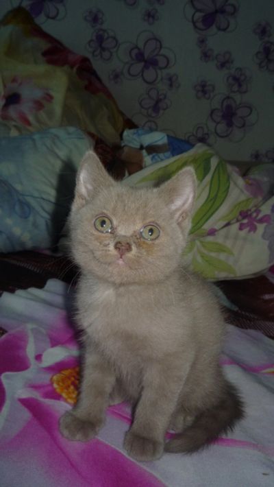 Лот: 12079833. Фото: 1. британские котята. Кошки, котята