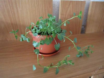 Лот: 992402. Фото: 1. Кампанула "Жених" - пышный кустик. Горшечные растения и комнатные цветы
