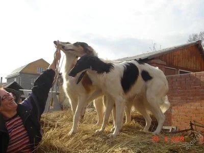 Лот: 43222. Фото: 1. Щенки русской псовой борзой. Остальные животные