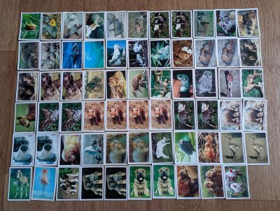 Лот: 25671520. Фото: 1. Наклейки Panini Baby Animals 65... Наклейки, карточки, вкладыши