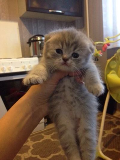 Лот: 7116829. Фото: 1. Плюшевая вислоушка). Кошки, котята