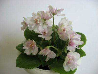 Лот: 4009908. Фото: 1. Детка сортовой мини фиалки Н-Марта. Горшечные растения и комнатные цветы