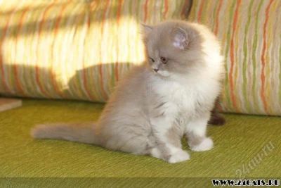 Лот: 1409650. Фото: 1. Котик длиношерстик. Кошки, котята