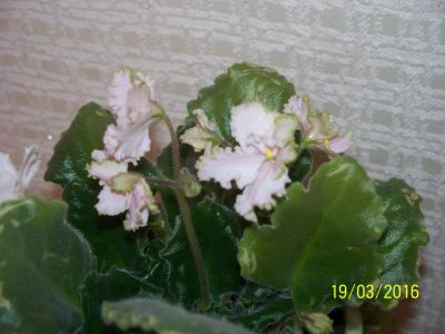 Лот: 7168096. Фото: 1. Сортовая фиалка. Горшечные растения и комнатные цветы