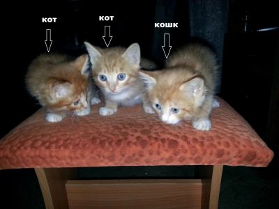 Лот: 4820380. Фото: 1. Рыжие котята / котёнок. Кошки, котята