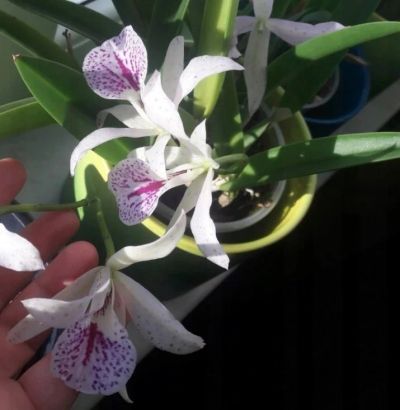 Лот: 16237869. Фото: 1. Орхидея, детка в горшке. Горшечные растения и комнатные цветы