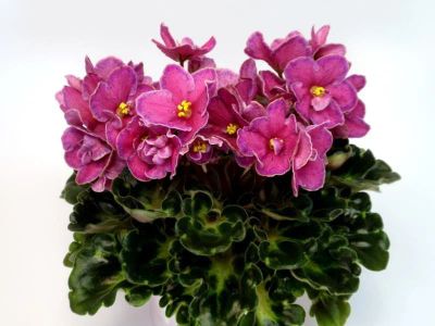 Лот: 14170106. Фото: 1. Фиалка Ma's Melody Girl (O. Robinson... Горшечные растения и комнатные цветы
