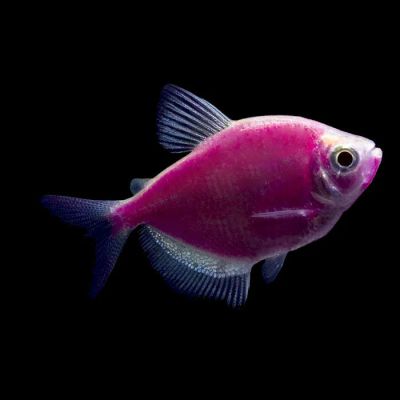 Лот: 11052769. Фото: 1. Рыбка-Тернеция глофиш фиолетовая... Рыбки