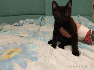 Лот: 18404869. Фото: 1. Котёнки. Чёрные, красивые. Можно... Кошки, котята