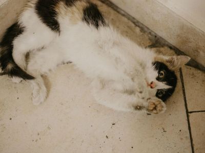 Лот: 11314393. Фото: 1. Красивая кошечка 2 месяца. Кошки, котята