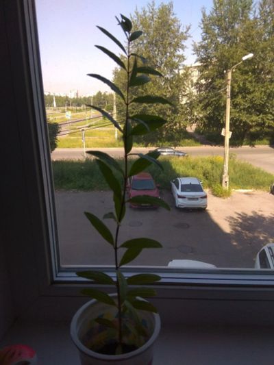 Лот: 17868690. Фото: 1. Гранат. Горшечные растения и комнатные цветы