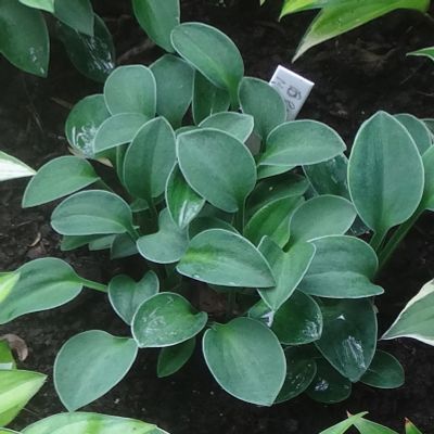 Лот: 11481382. Фото: 1. хоста Блу Маус Ирс (hosta 'Blue... Садовые цветы