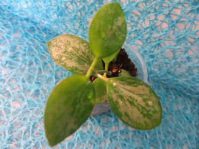 Лот: 4763811. Фото: 1. Хойя бьякенсис -Hoya sp. Biak... Горшечные растения и комнатные цветы