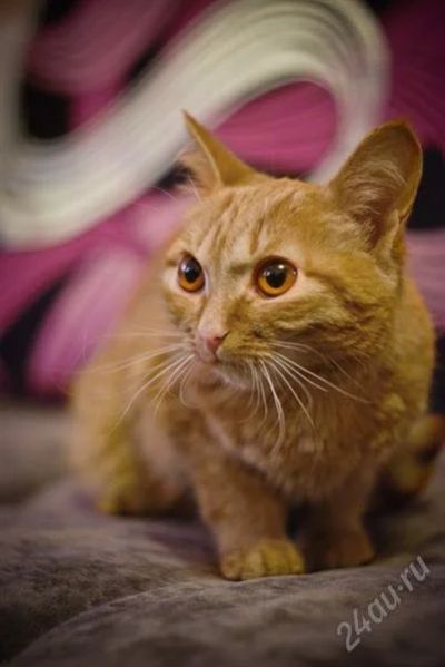 Лот: 2366518. Фото: 1. Золотая кошечка ищет хозяев. Кошки, котята