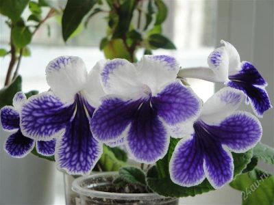 Лот: 2147694. Фото: 1. Стрептокарпус Рurple panda (большой... Горшечные растения и комнатные цветы