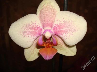 Лот: 725210. Фото: 1. Орхидея фаленопсис. Горшечные растения и комнатные цветы
