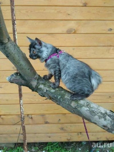 Лот: 13827529. Фото: 1. котята бобтейла. Кошки, котята