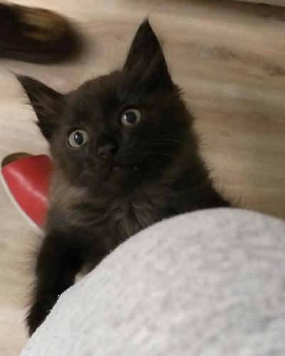 Лот: 14769629. Фото: 1. Котята мальчики. Кошки, котята