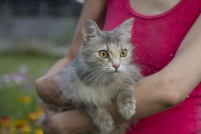 Лот: 3064078. Фото: 1. Лесная нимфа для райской совместной... Кошки, котята