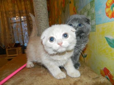 Лот: 1513697. Фото: 1. Очаровательные шотландцы. Кошки, котята