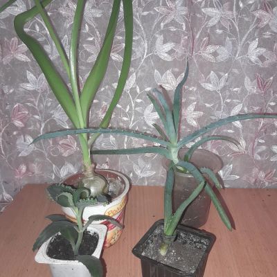Лот: 21735030. Фото: 1. набор лекарственных комнатных... Горшечные растения и комнатные цветы