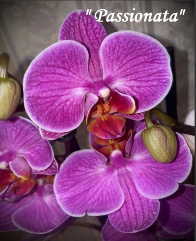 Лот: 24782404. Фото: 1. Орхидея фаленопсис "Passionata... Горшечные растения и комнатные цветы