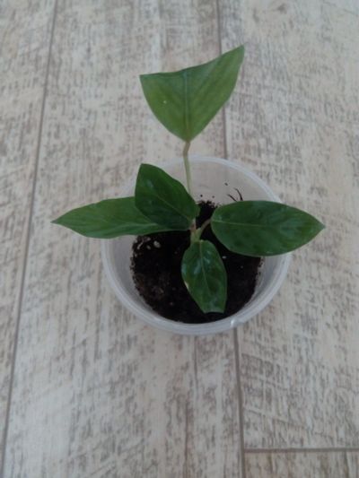 Лот: 14835340. Фото: 1. Калатея. Горшечные растения и комнатные цветы