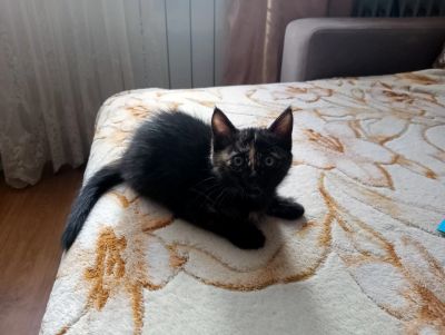 Лот: 3078794. Фото: 1. Милая кошечка. Кошки, котята