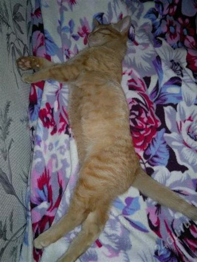 Лот: 2338924. Фото: 1. Отдам котенка в хорошие руки. Кошки, котята